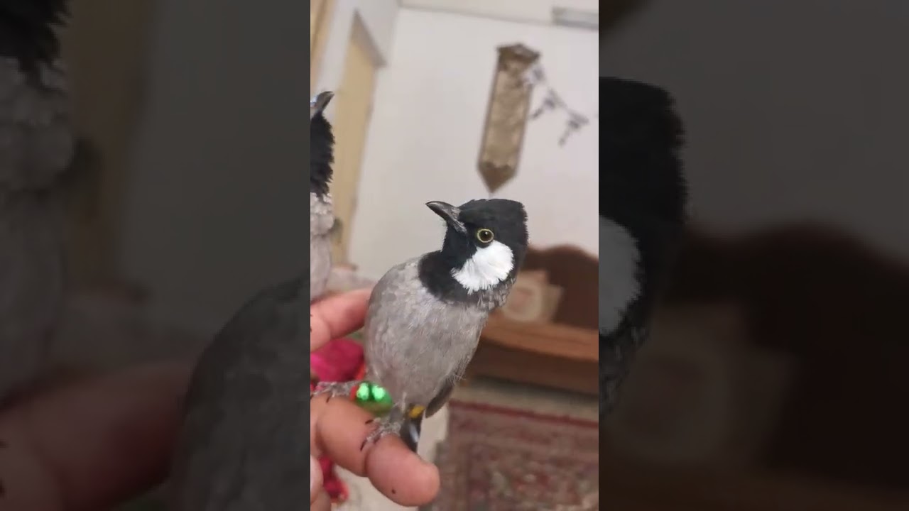 كيفة نتعرف ع جنس البلابل العراقيه  اي الانثى من الذكر شرح مفصل