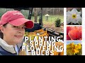 Planting Daffodils, Tulips &amp; Other Spring Flowering Bulbs | Gardening with Creekside