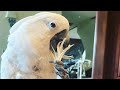 My first youtube meet sweet pea my umbrella cockatoo cockatoo parrot interview story