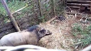 Babi terbesar di Jawa Barat viral - Situraja Sumedang