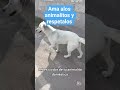 ama a los animalitos y respetalos #mexico #perros