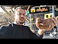 جوزت حمام وزغاليل ما تت يوم كله مفاجآت Pigeon 