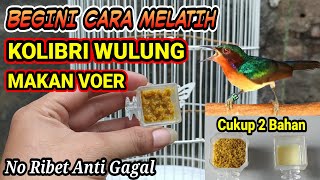 Cara Cepat Melatih Kolibri Wulung / Muncang Makan Voer !!