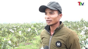 Thành Tâm: Hiệu quả ổi lê Đài Loan