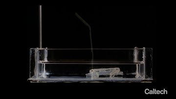Multifunctional Soft Robots