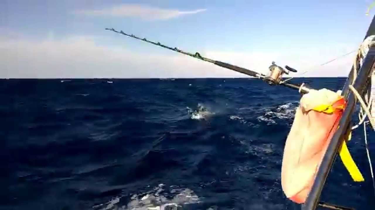 Dolphins sailing downwind from Balearic Islands to Cartagena