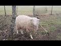 Молочные овцы , на что указывают их хвосты?