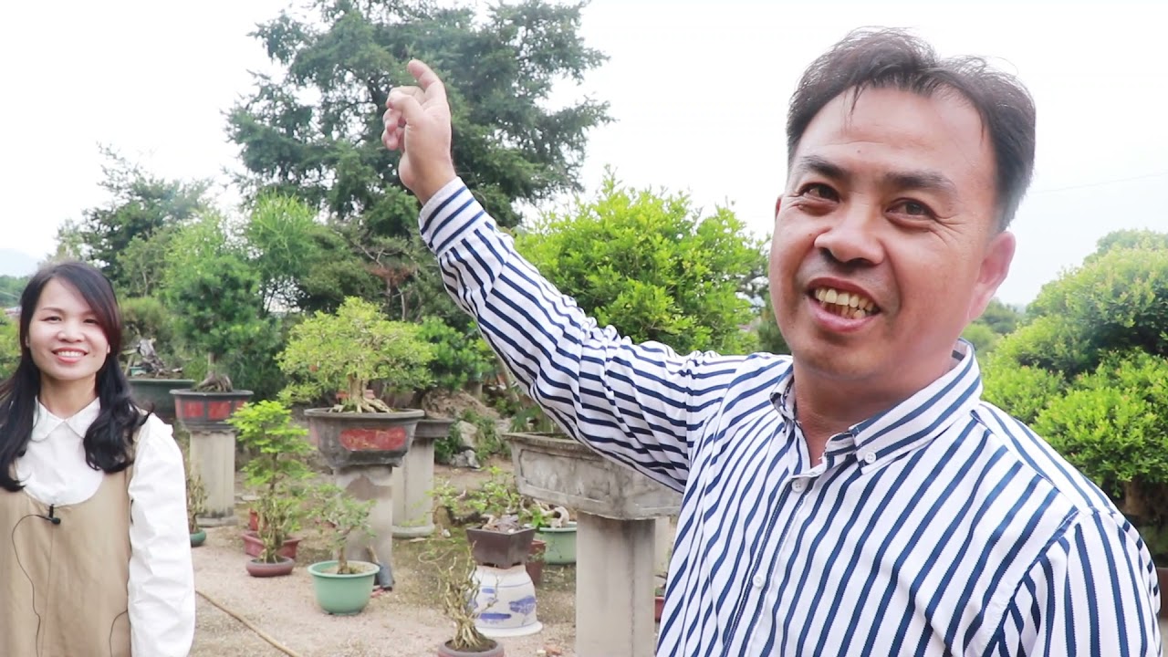 参观一棵号称国内最大的台湾真柏，开价100多万，老板都不卖！