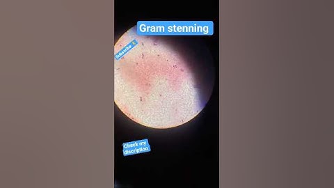 1. Gram staining – A method used in microbiology to differentiate bacterial species into two groups