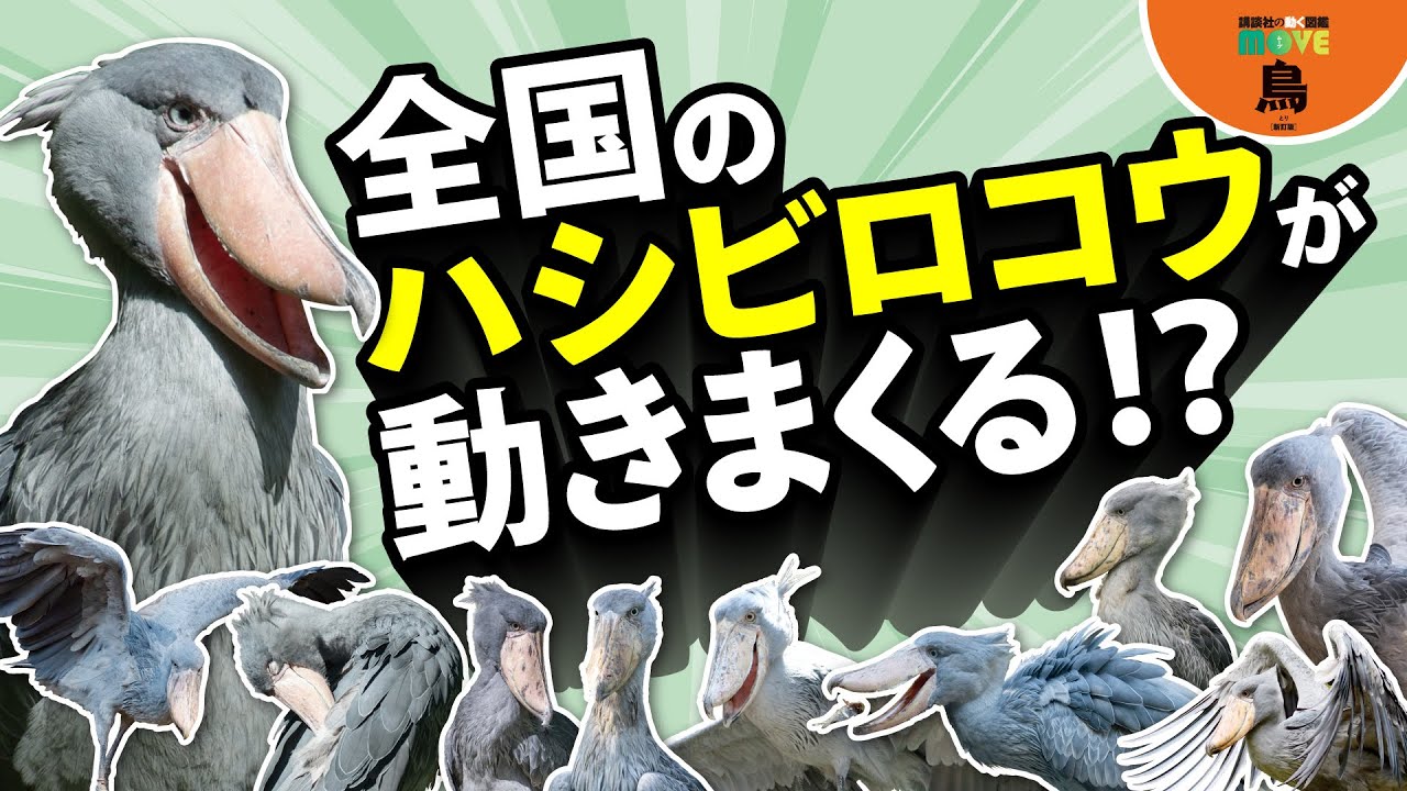 【ハシビロコウが動く!?】あの動かない鳥が動く！動く！動きまくる!!