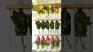#organicgarden #plants #indoorplanting #gardenideas #plasticbottleplanter #recycle #diy