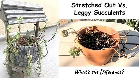 Stretched-Out vs. Leggy Succulents. What's the Difference?