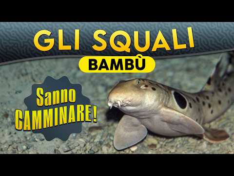 Bamboo Sharks: They Can Walk! ► Episode 264