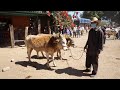 Baratilo de animales en San Antonino Castillo Velasco