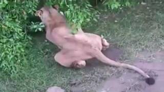 African lions are going extinct, only 4,000 left in Africa.