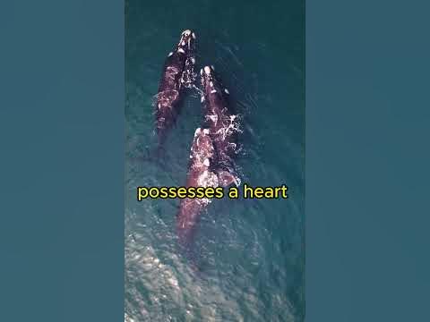 The Blue Whales Heart #shorts - YouTube