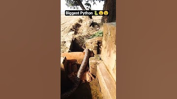 Biggest python🐍😧😵 subscribe to my channel please 🙏#pythontutorial#pythonprogramming#subscribenow