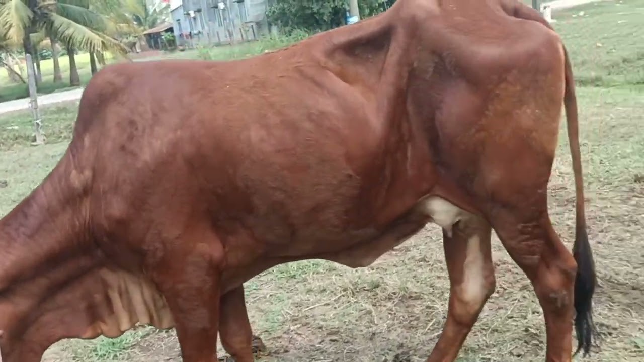 28 tháng 2 tiếp tục bò đẹp mới về trại anh chị xem tham khảo 0984471687