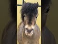 Bruno had a good time at Equine Affaire #horse #minihorse #pony #miniaturehorse #cute