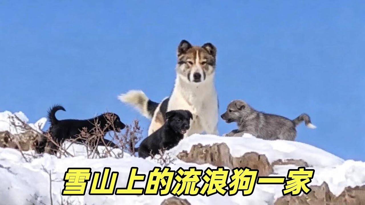 雪山上的流浪狗一家，大哥每天爬山投喂，最终将它们都带回了家