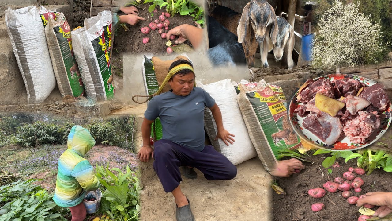 Aalu Pane Suru Vayo Organic Khasi Ko Masu Wow || Rural Life In Village Vlog ||