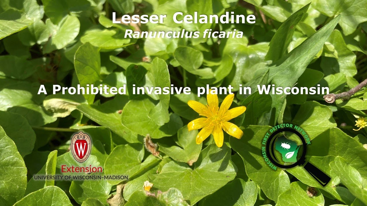 Lesser celandine, identification of the Wisconsin invasive plant Ranunculus ficaria