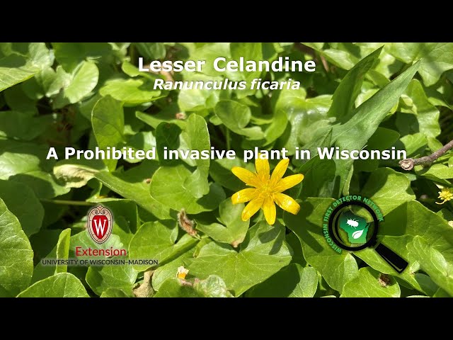 Wisconsin Invasive Grapevine Invasive Plants In Wisconsin