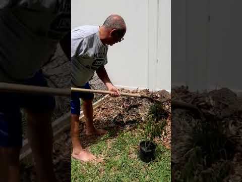 Video: Transplanting A Firebush: Learn When To Transplant Firebush Plants