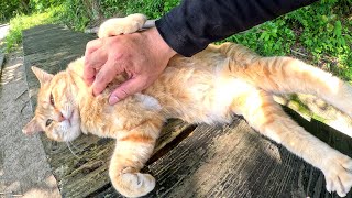 A cute cat lies on a bench and has its belly touched by a human