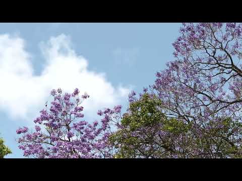 Cântare creștină cu