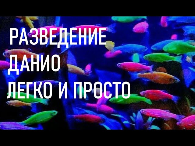 РАЗВЕДЕНИЕ ДАНИО ГЛОФИШ ЛЕГКО И ПРОСТО | breeding danio glofish is easy and simple