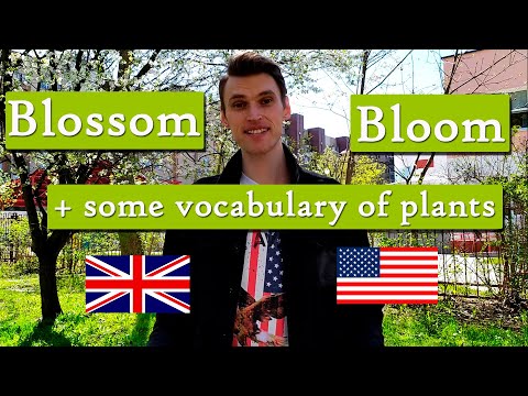 Blossom vs Bloom in English + Some Vocabulary of Plants