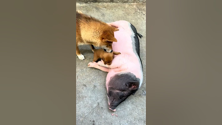 The dog recognized the wrong mother. Cute pet debut plan. Dog. Golden Sun original