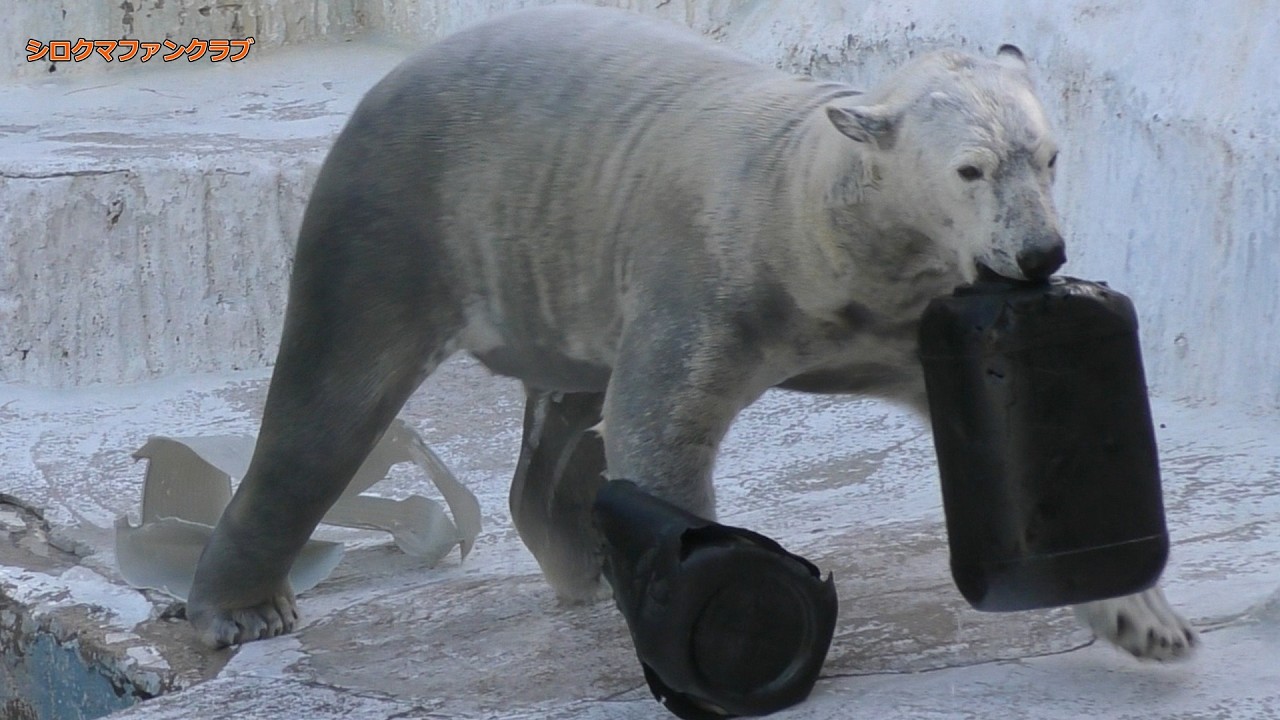 [Шокирующая причина] Хоуносит лакомство во рту и игрушку в правой руке — мы понимаем, почему он носи