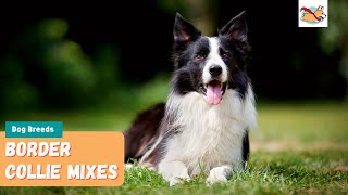 Border Collie Mixes: A Complete Guide To The Top 10 Border Collie Mix Dogs!