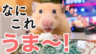 ハムスターのもちゃもちゃお食事シーンNo.3