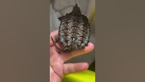 Rùa cá sấu alligator mai đều đẹp tự nhiên #rùa #turtle #ruanuoc #ruacasau #alligatorsnapping