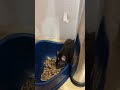 Кушать нужно в безопасном месте. #крысы #rats