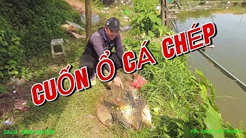 CÂU CÁ CHÉP DƯỚI THỜI TIẾT NẮNG NÓNG - KINH NGHIỆM CÂU CÁ CHÉP CŨ KHI CÁ CHẬM ĂN - PHÚC HÀ FISHING