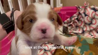 Big Updates for 14 Little Puppies by Red Barn Cavaliers 1,004 views 6 months ago 8 minutes