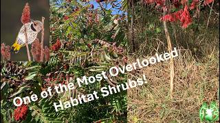 2026 HS360 One of the most overlooked deer shrubs that can make a big difference on your property.