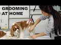 HOW TO GROOM YOUR DOG AT HOME | Cavalier King Charles grooming