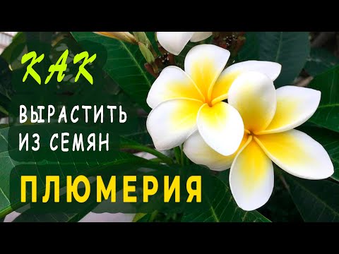 Плюмерия в домашних условиях из семян фото