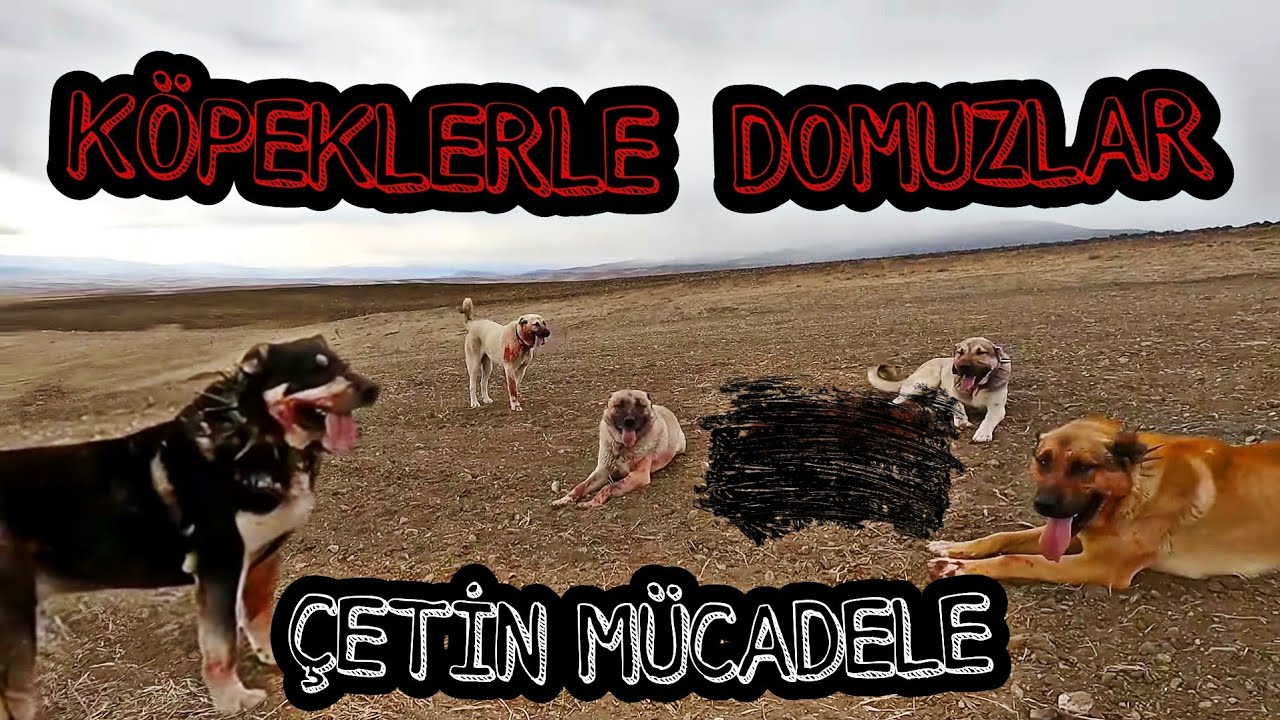 KÖPEKLER  DOMUZ SÜRÜSÜNDEN BİR TANESİNİ YAKALADILAR--DAĞLARA ÇIKMAYA KAR ENGELİ(9.gün)