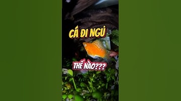 cá đi ngủ như thế nào?🤔 #cácảnh #thuysinh #becathuysinhvn #aquarium