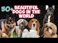 Top 50 dog breeds in the world  best dog breeds  shabus vlog pets world  dog