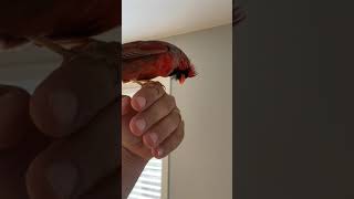 Cardinal flies into guy’s house and lands on his hand.