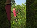 Andamos tumbando árboles de limon persa 🌳🍋👨‍🌾 #parati #plantas #foryou 