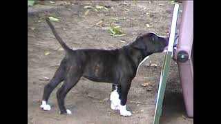 Example of bold Ruffian American Staffordshire Terrier Puppy.