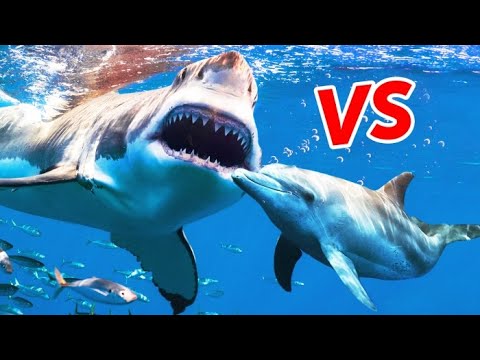 วีดีโอ: ฉลามกลัวแค่ไหน